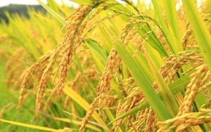 Đặc sản gạo Tám Hải Hậu Nam Định
