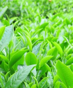 Chè Thái Nguyên Tân Cương