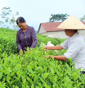 3 loại đặc sản chè Thái Nguyên vùng Tân Cương ngon nổi tiếng