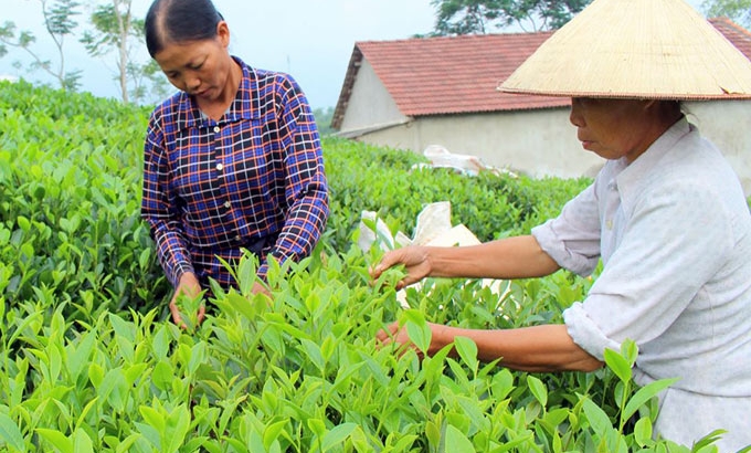 Cây chè Thái Nguyên khẳng định vị thế
