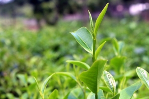 3 loại đặc sản chè Thái Nguyên vùng Tân Cương ngon nổi tiếng