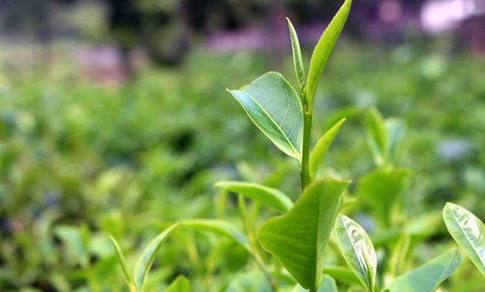 3 loại đặc sản chè Thái Nguyên vùng Tân Cương ngon nổi tiếng