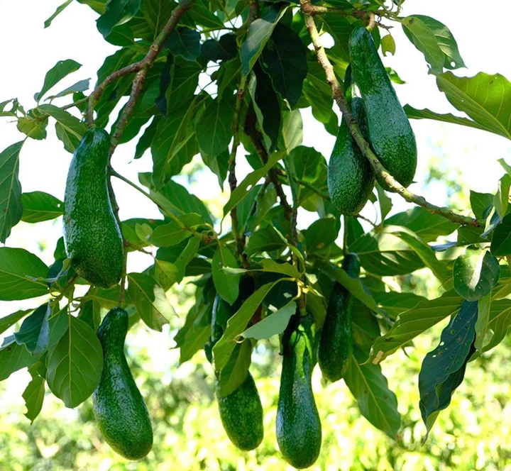 Bơ 034 là bơ gì? Cách chọn và bảo quản bơ 034 ngon?