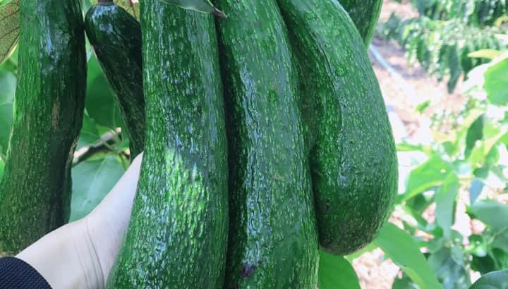 Bơ 034 là bơ gì? Cách chọn và bảo quản bơ 034 ngon?