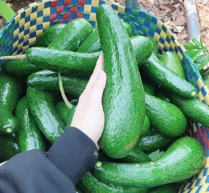 Bơ 034 là bơ gì? Cách chọn và bảo quản bơ 034 ngon?