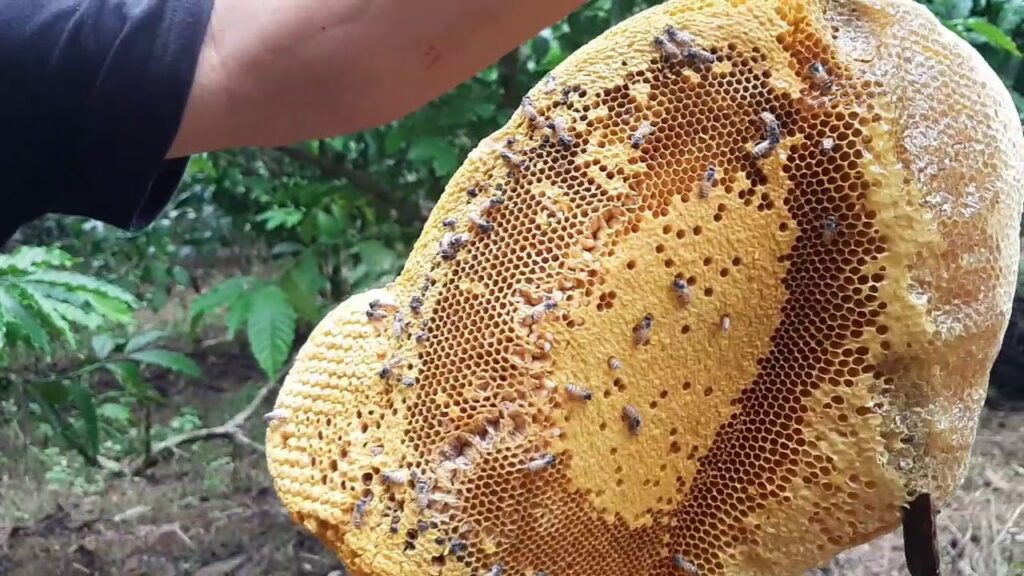 Mật ong rừng U Minh Hạ